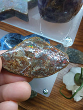 Load image into Gallery viewer, Raw: Ammolite from Alberta