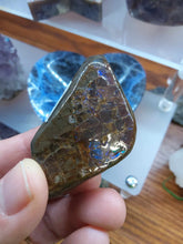 Load image into Gallery viewer, Raw: Ammolite from Alberta