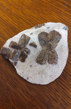 Load image into Gallery viewer, Raw: Staurolite
