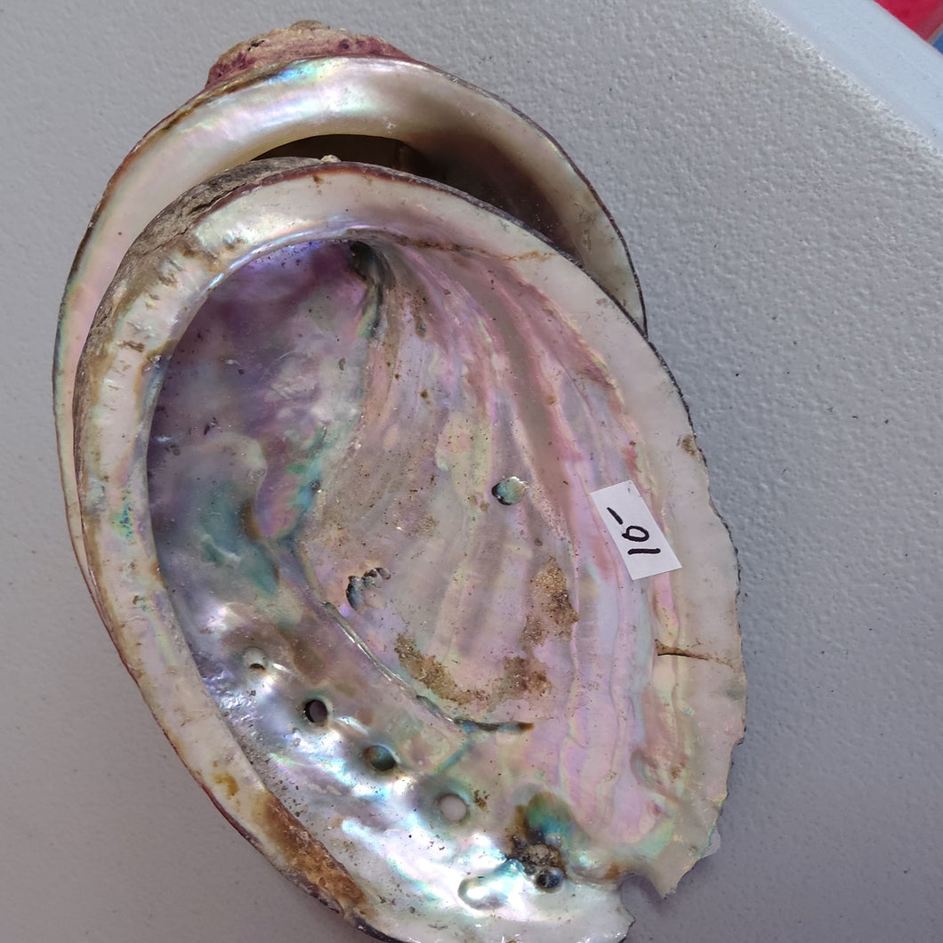 Abalone Shell