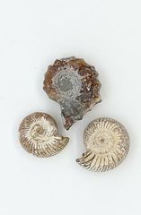 Small Ammonite