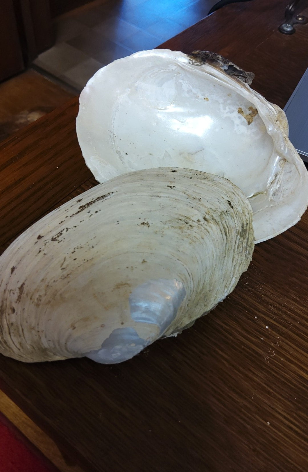 Clam shell for smudging